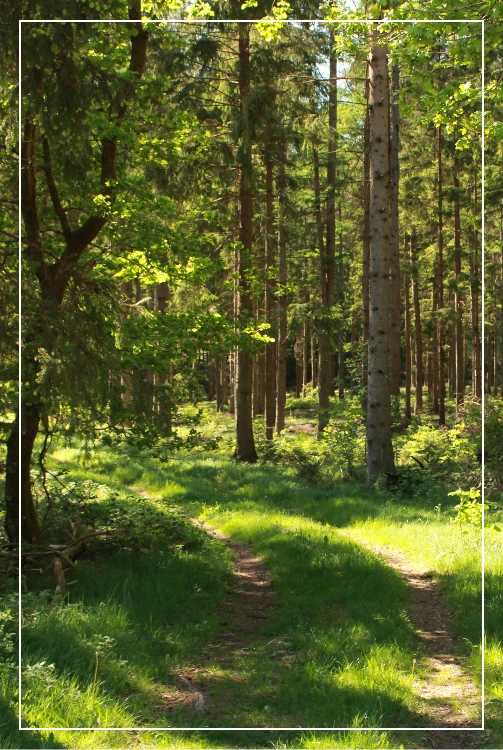 Skovområde i nærliggende område